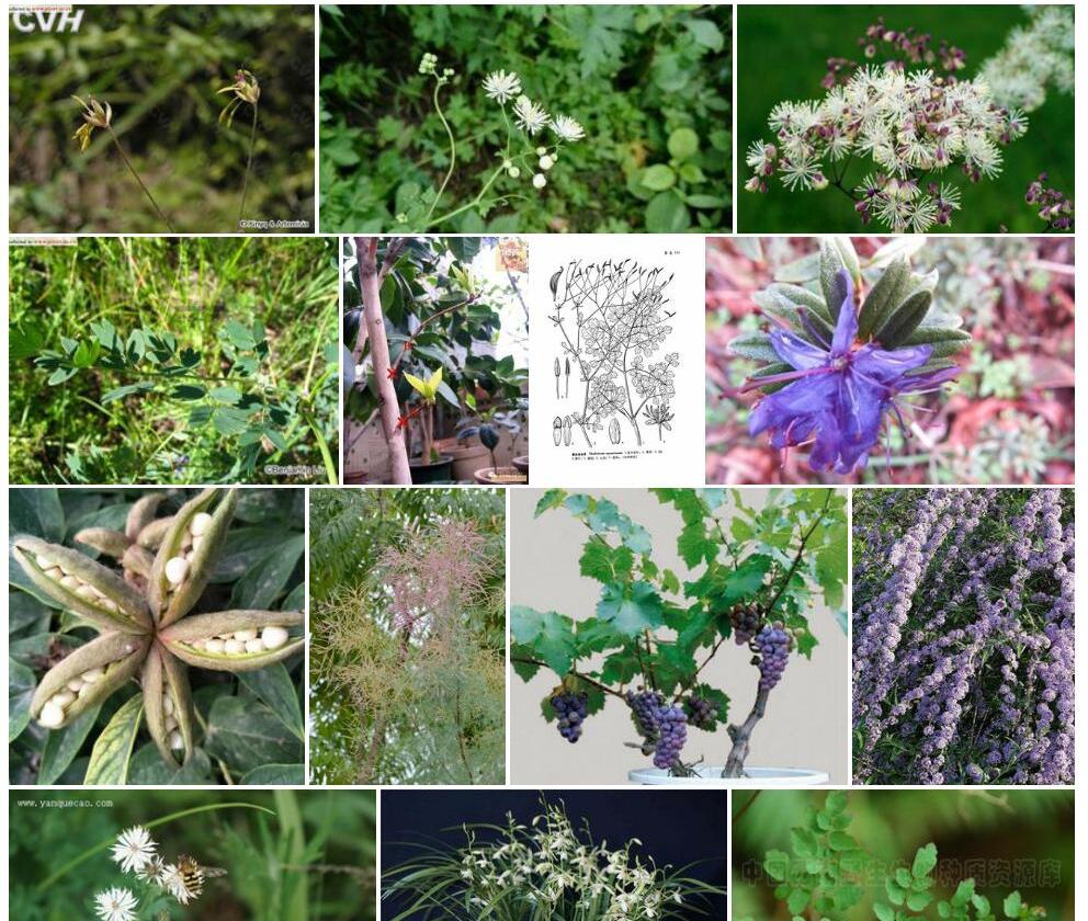 多枝唐松草Thalictrum-ramosum图片