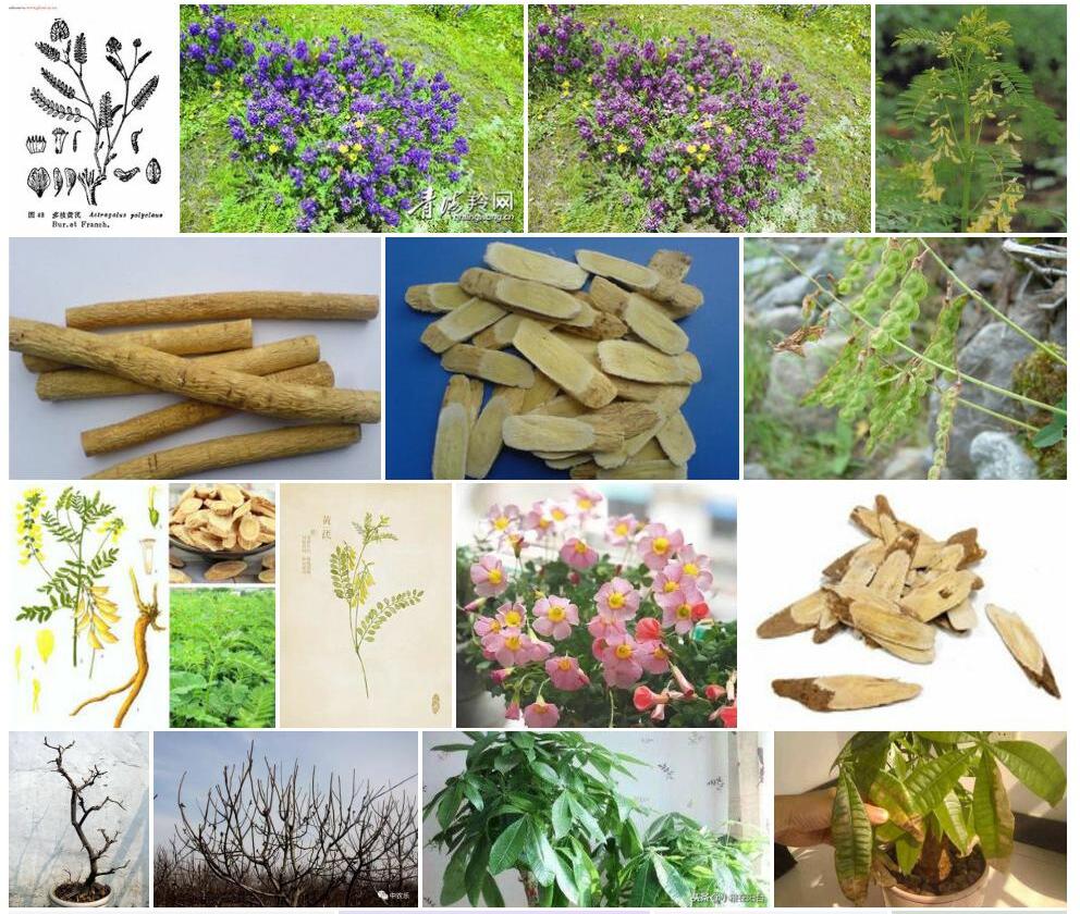 多枝黄耆Astragalus-polycladus图片