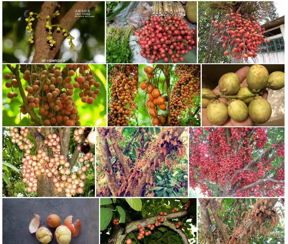 多脉木奶果Baccaurea-motleyana图片