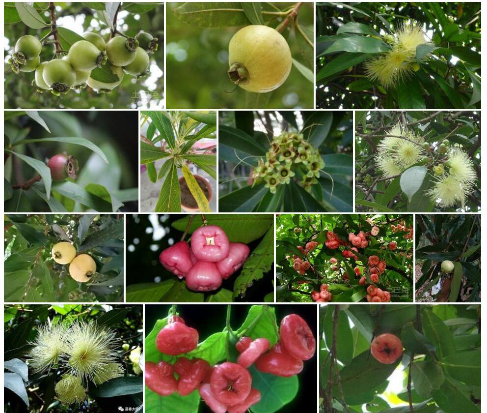 多花蒲桃Syzygium-polyanthum图片