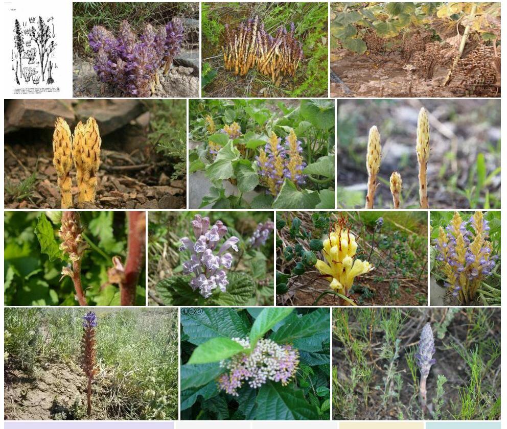 多齿列当Orobanche-uralensis图片