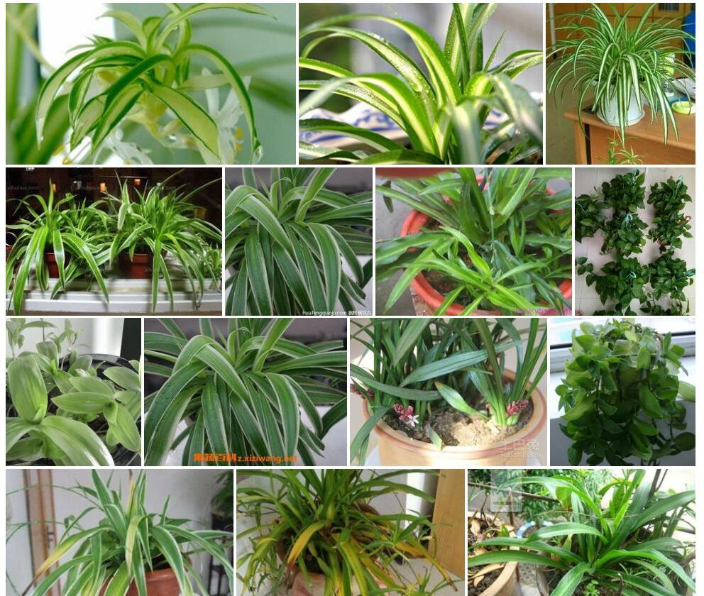 大叶吊兰Chlorophytum-malayense图片