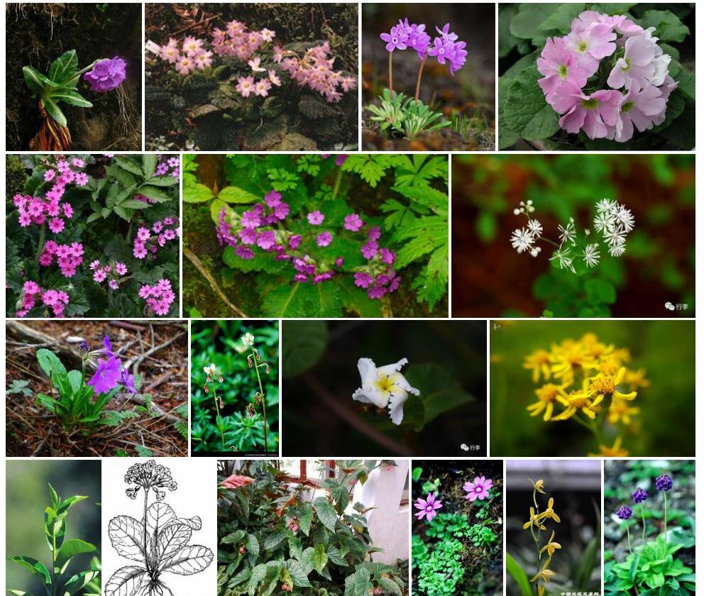 大叶报春Primula-macrophylla图片