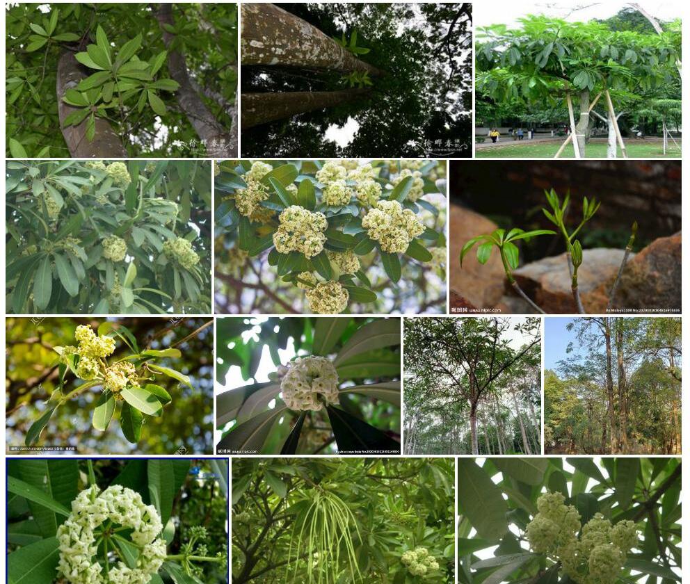 大叶糖胶树Alstonia-macrophylla图片