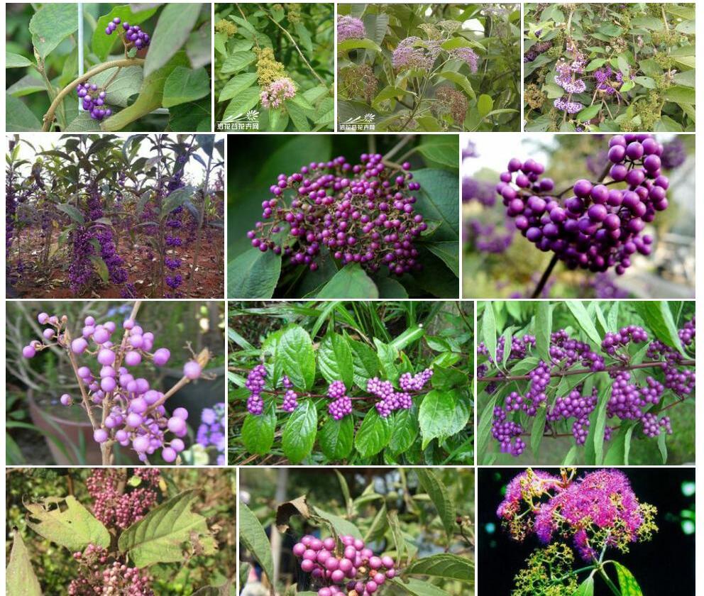 大叶紫珠Callicarpa-macrophylla图片