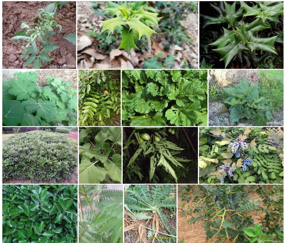 大叶肉刺蕨Nothoperanema-giganteum图片