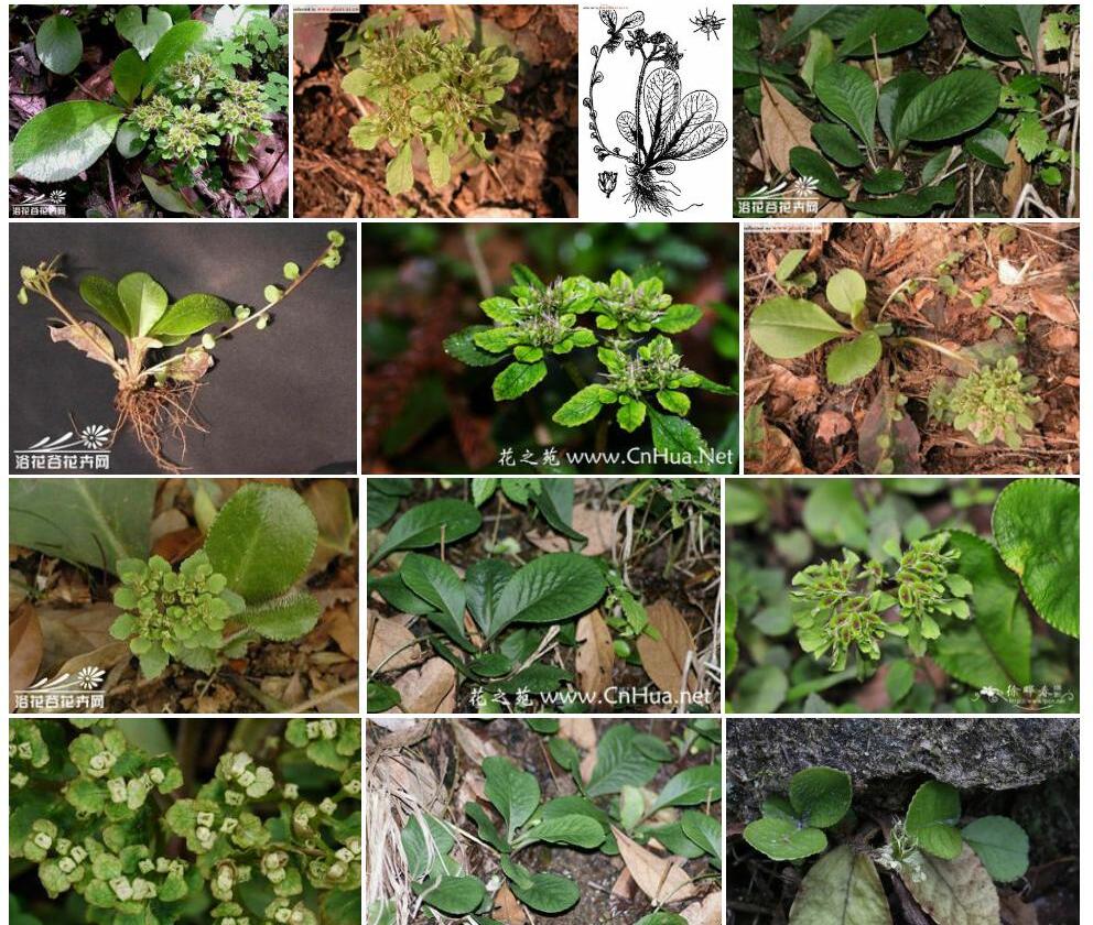 大叶金腰Chrysosplenium-macrophyllum图片