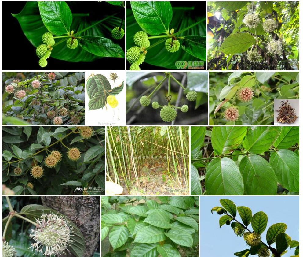 大叶钩藤Uncaria-macrophylla图片