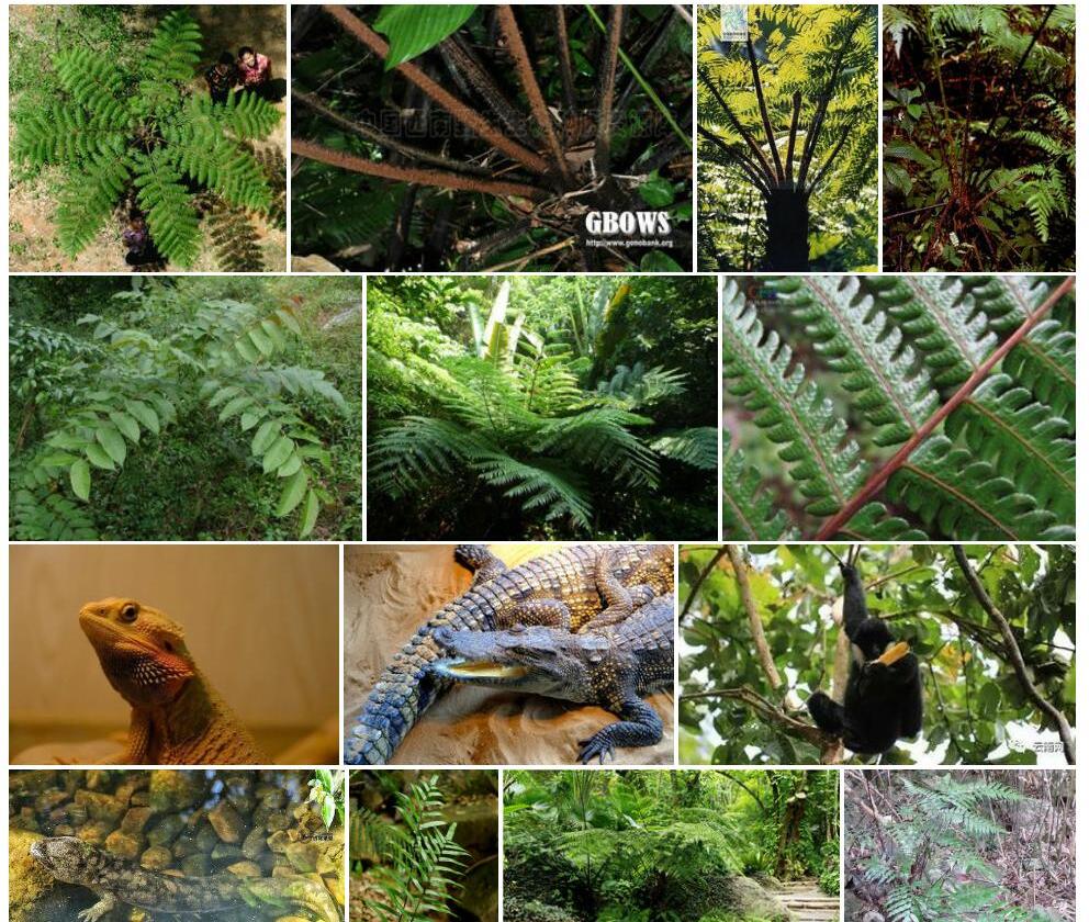大叶黑桫椤Alsophila-gigantea图片