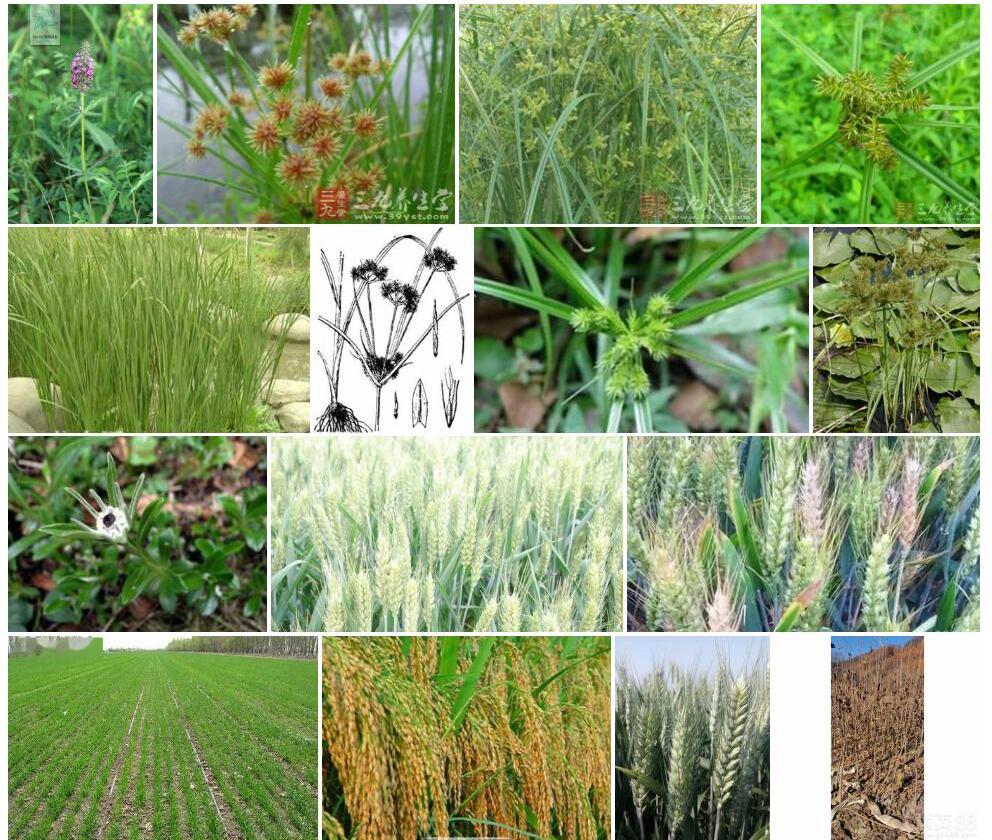 大密穗砖子苗Mariscus-compactus-var.-macrostachys图片