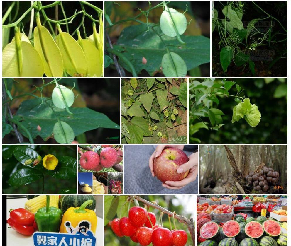 大心翼果(Peripterygium platycarpum)拉丁名学名属名科名植物生活型图片