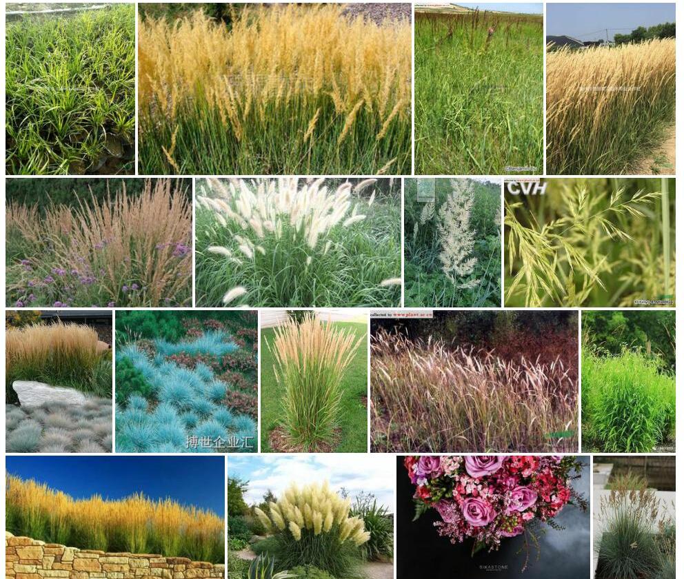 大拂子茅(Calamagrostis macrolepis)拉丁名学名属名科名植物生活型图片
