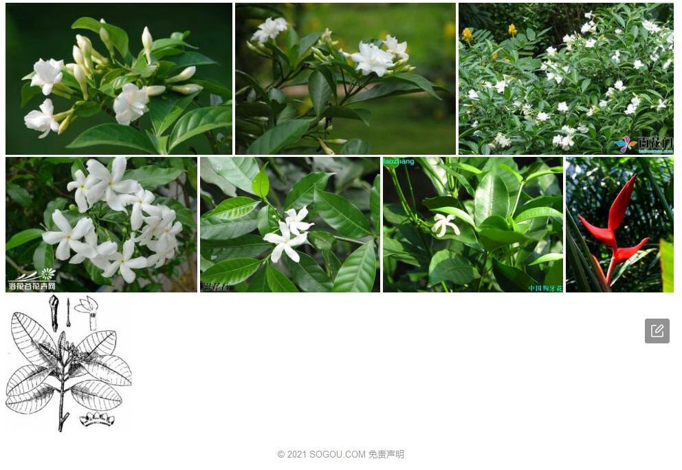 大果狗牙花Ervatamia-macrocarps图片