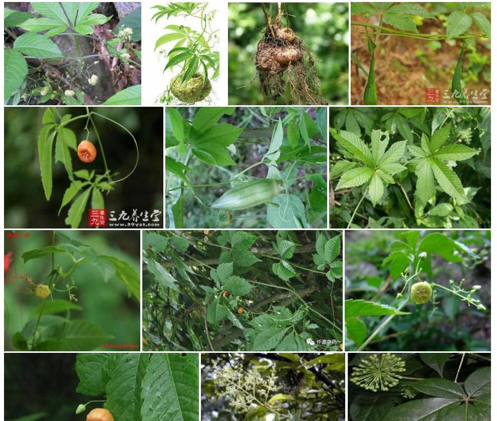 大果雪胆Hemsleya-macrocarpa图片