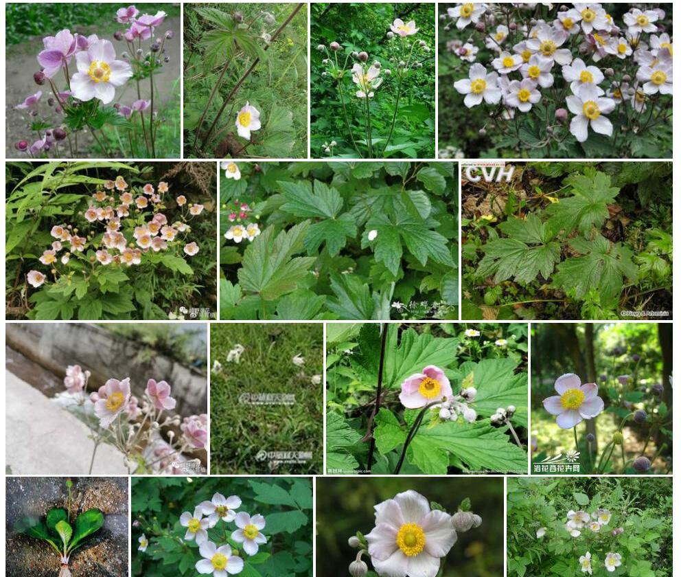 大火草Anemone-tomentosa图片