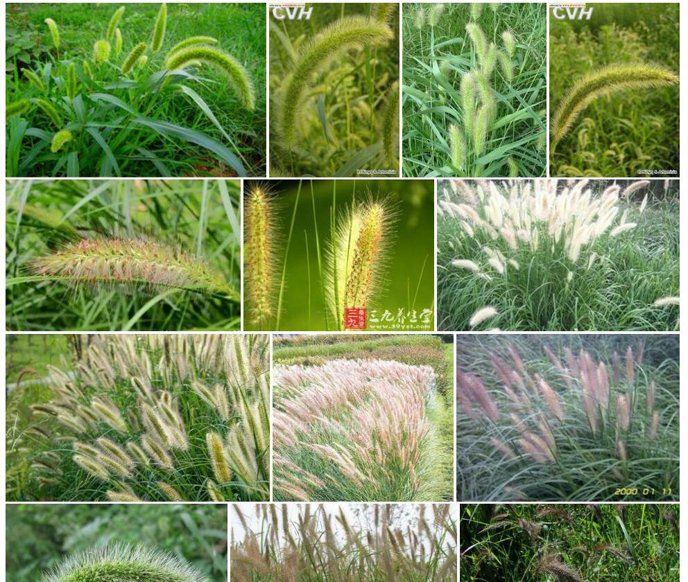 大狗尾草Setaria-faberii图片