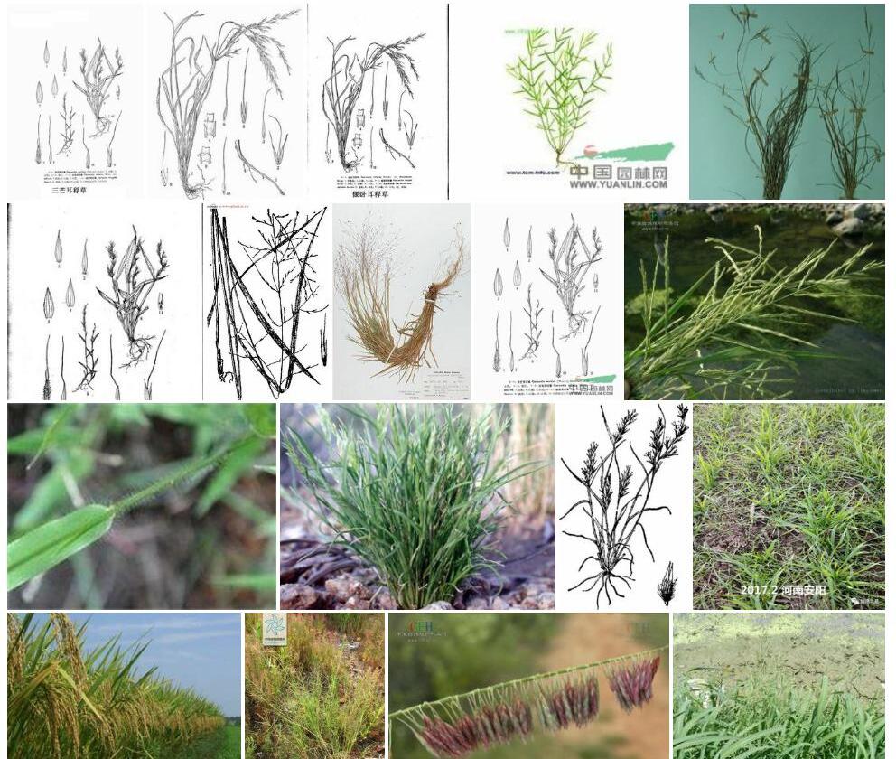 大耳稃草Garnotia-maxima图片