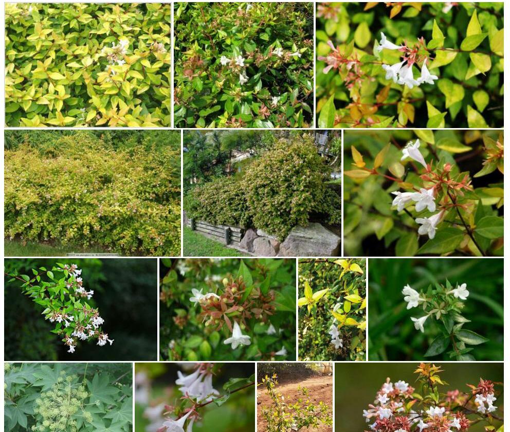 大花六道木Abelia-×-grandiflora图片