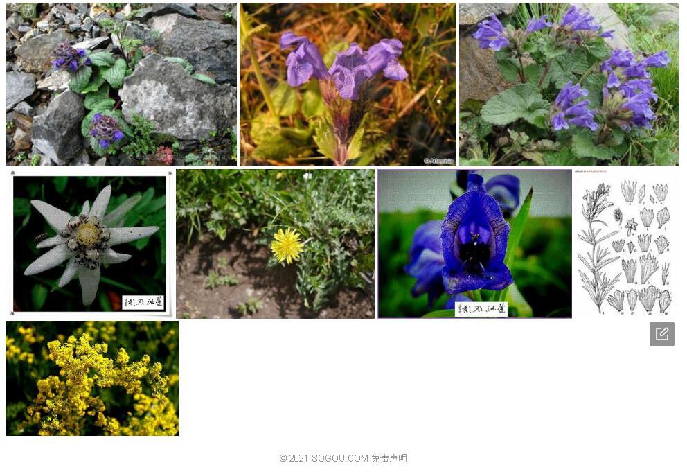 大花毛建草Dracocephalum-grandiflorum图片