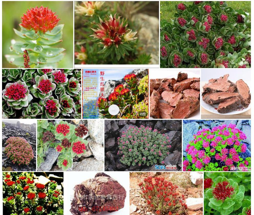 大花红景天Rhodiola-crenulata图片