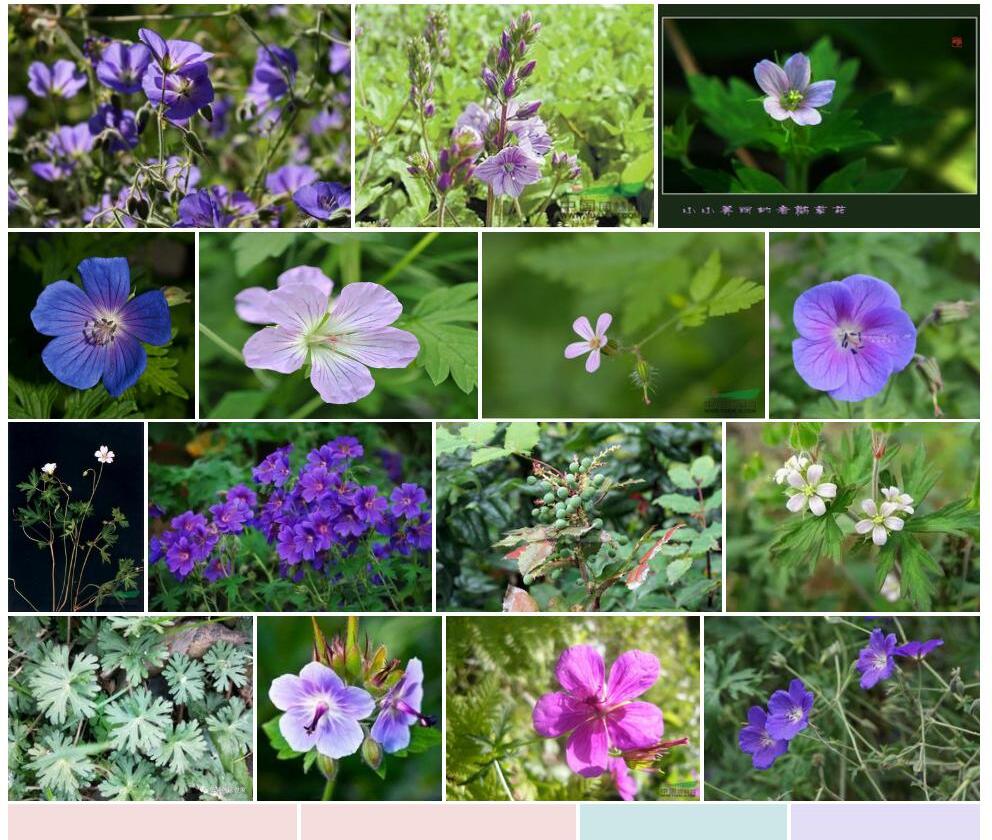 大花老鹳草Geranium-himalayense图片