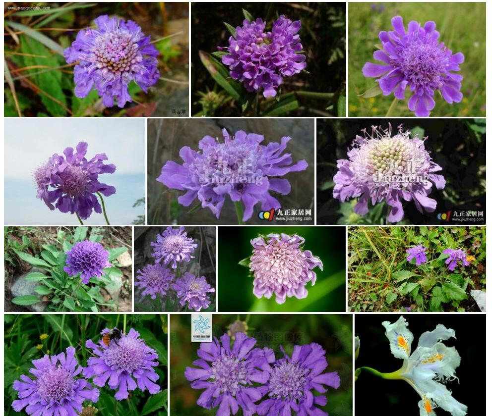 大花蓝盆花Scabiosa-tschiliensis-var.-superba图片