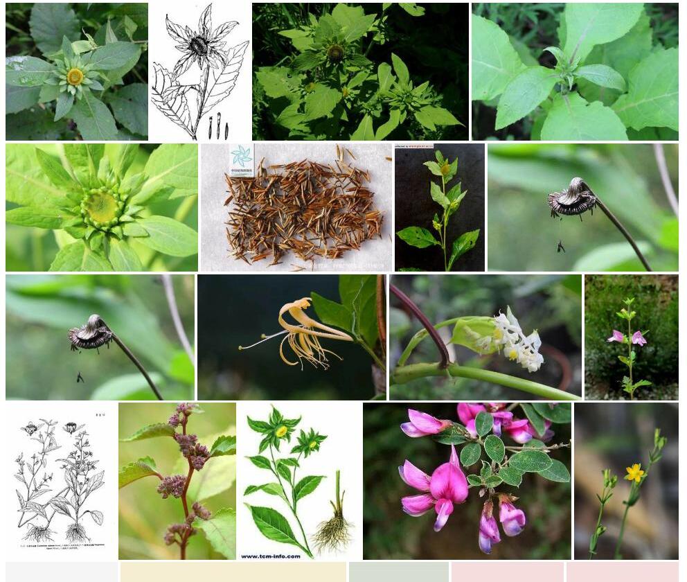 大花金挖耳Carpesium-macrocephalum图片