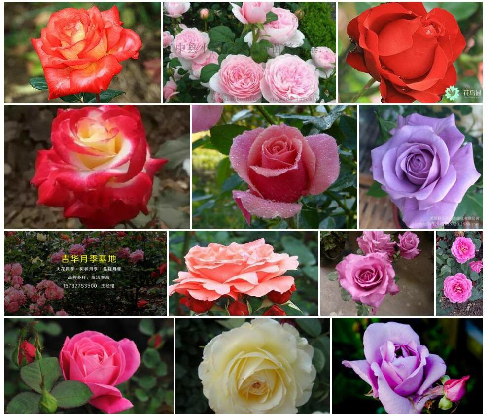 大花香水月季Rosa-odorata-var.-gigantea图片
