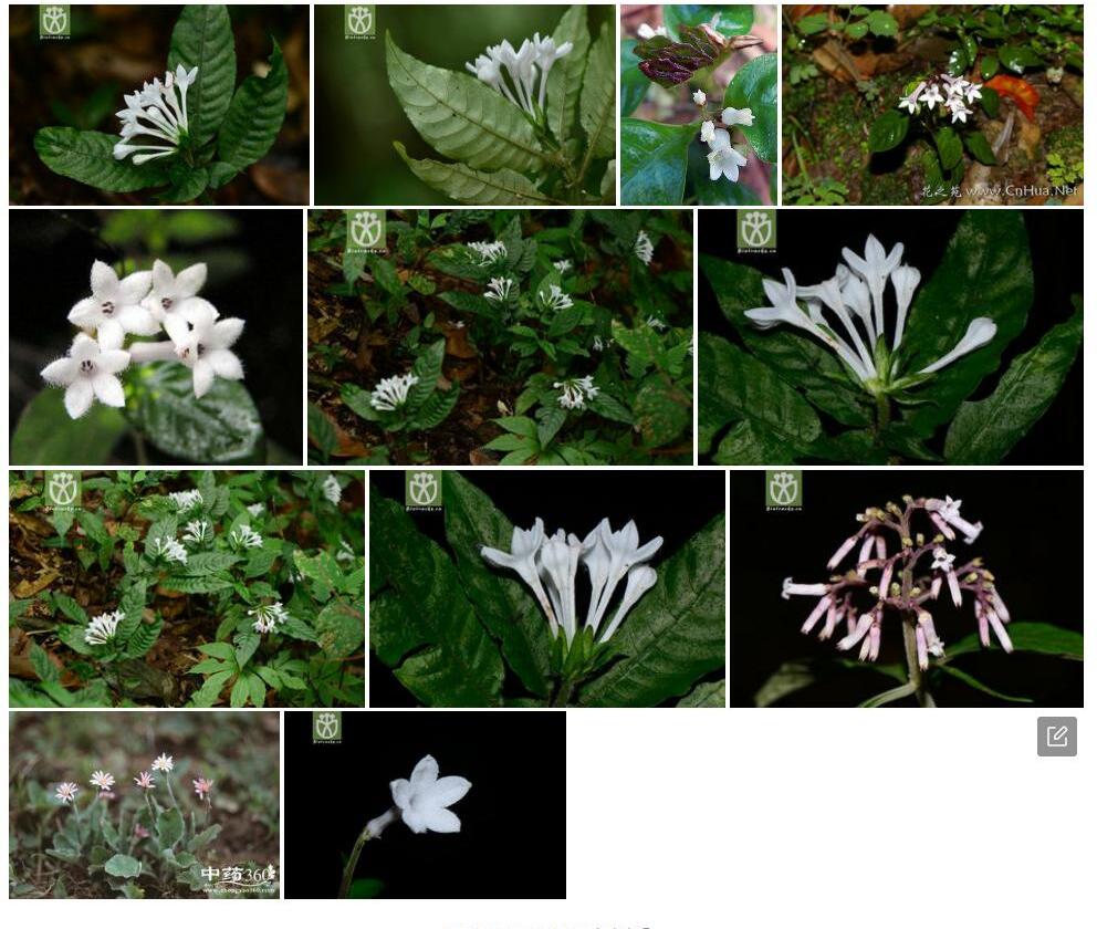 大苞蛇根草Ophiorrhiza-grandibracteolata图片