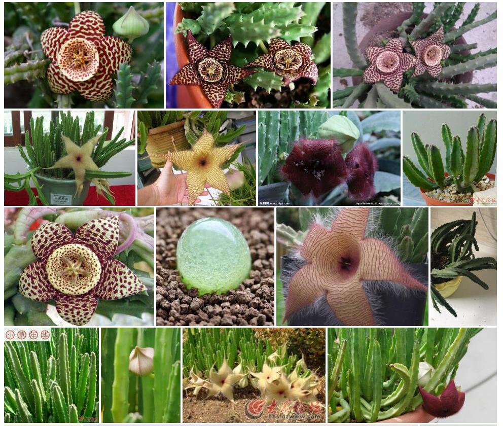 大豹皮花Stapelia-gigantea图片