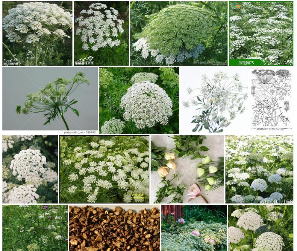大阿米芹Ammi-majus图片