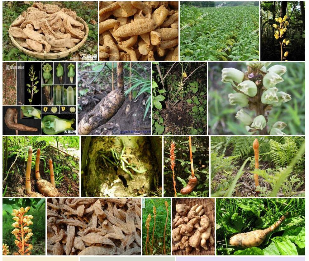 天麻属Gastrodia图片