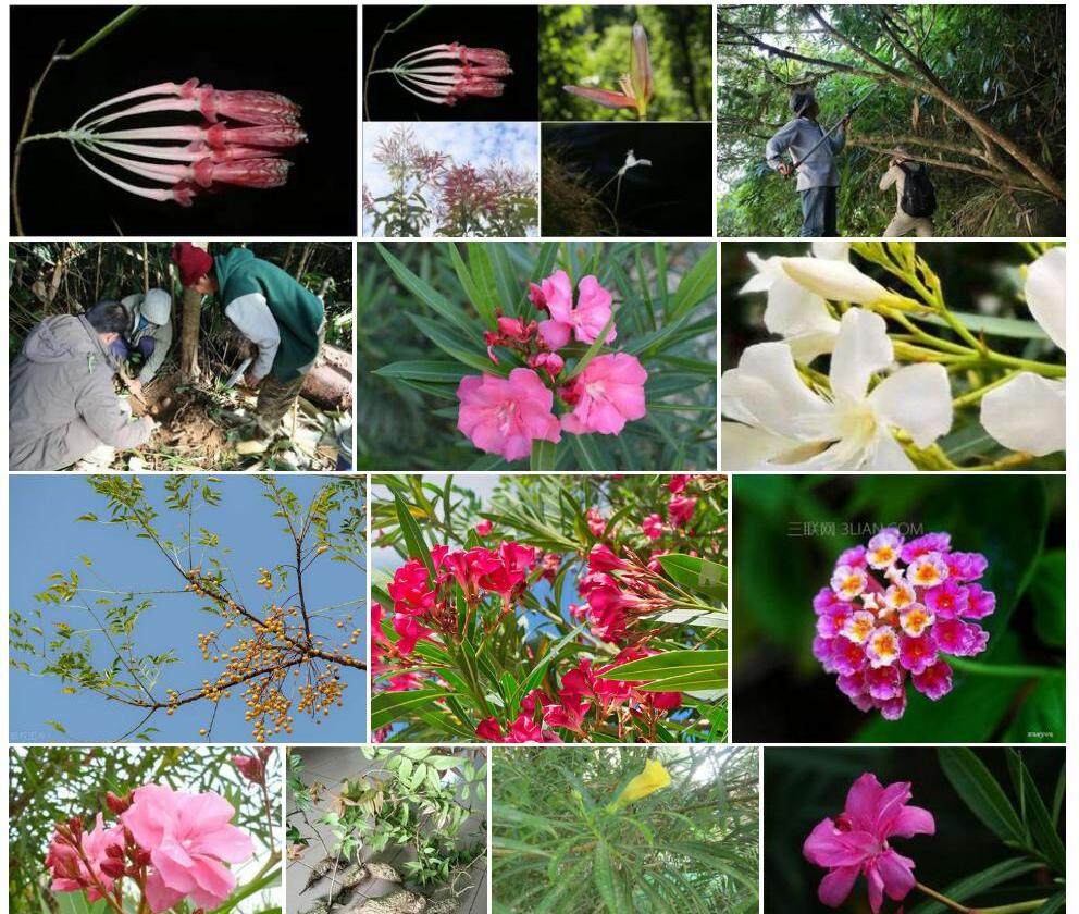 夹竹桃叶树萝卜Agapetes-neriifolia图片