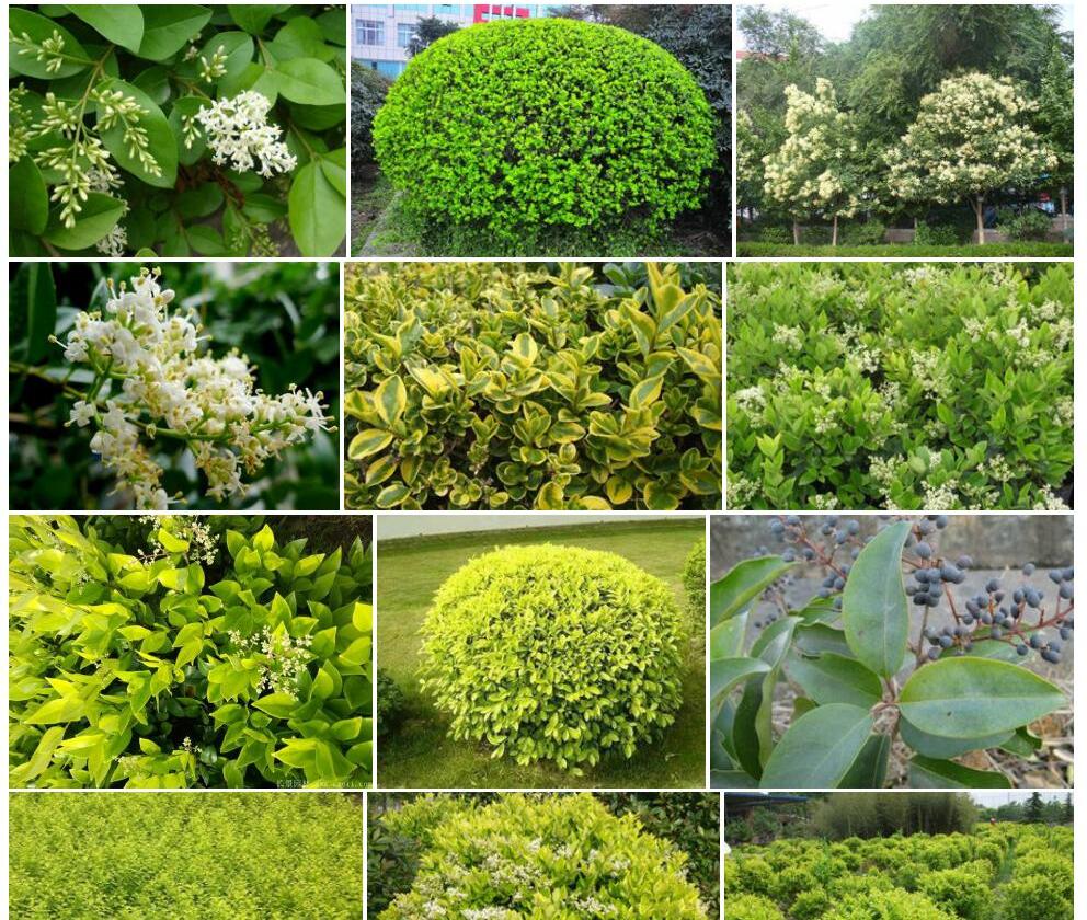 女贞Ligustrum-lucidum图片