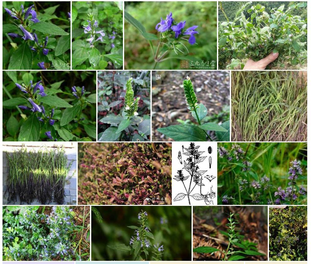 孩儿草Rungia-pectinata图片