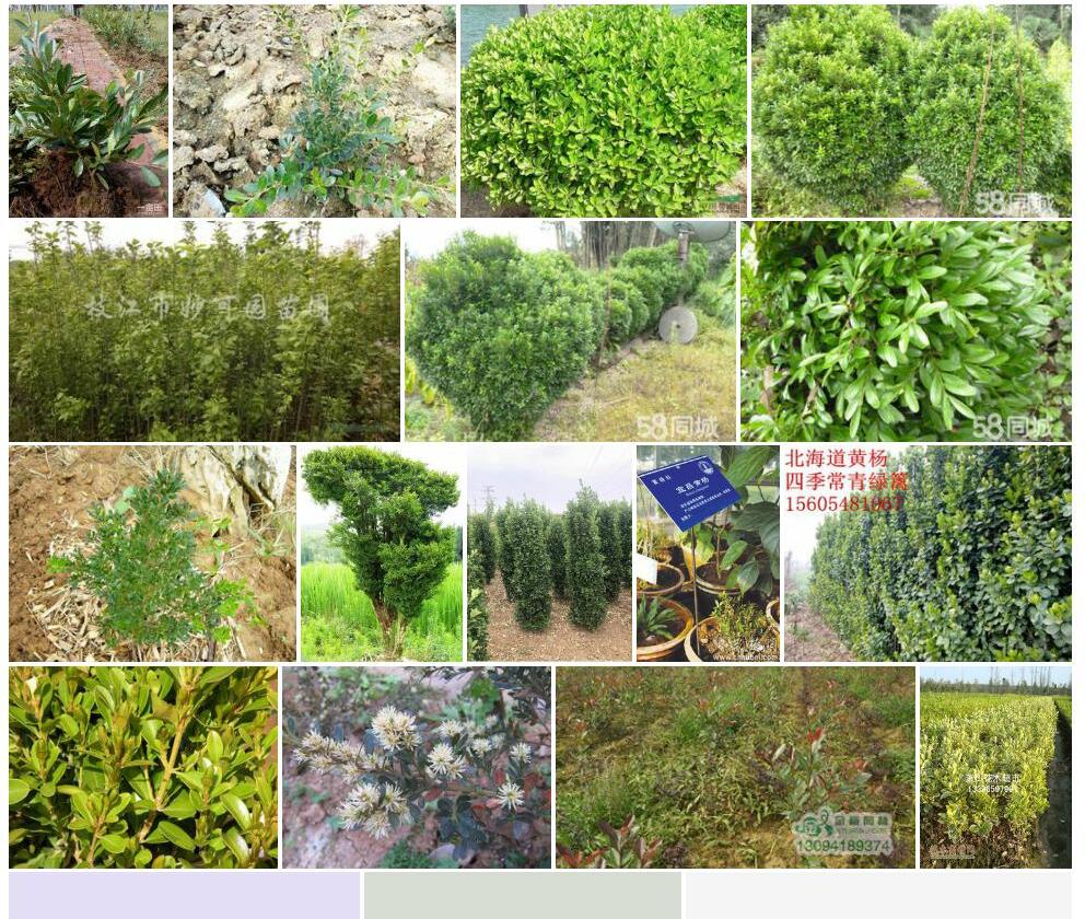 buxus-ichangensis