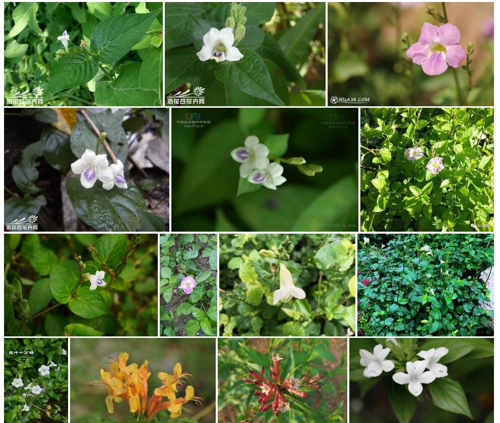 宽叶十万错Asystasia-gangetica图片