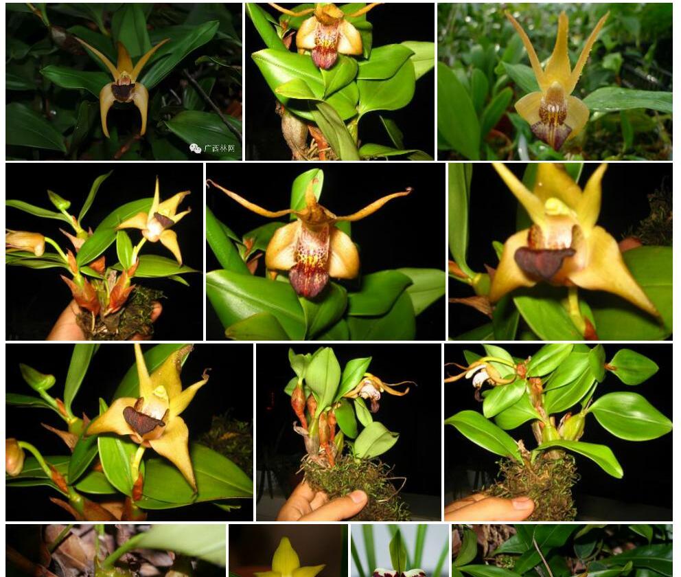 宽叶厚唇兰Epigeneium-amplum图片