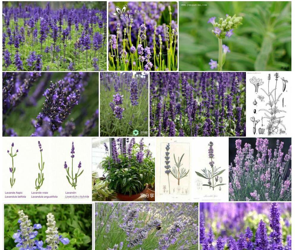 宽叶薰衣草Lavandula-latifolia图片
