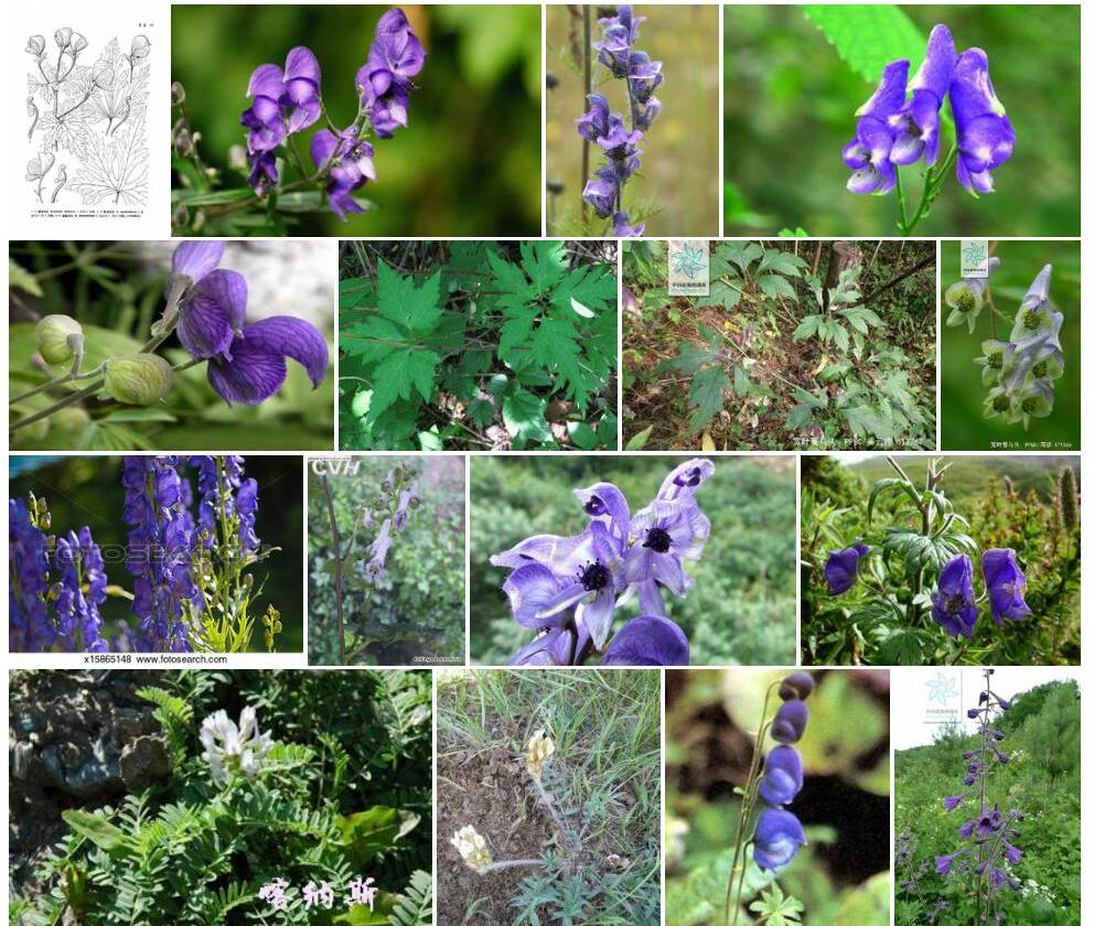 宽苞乌头Aconitum-bracteolatum图片