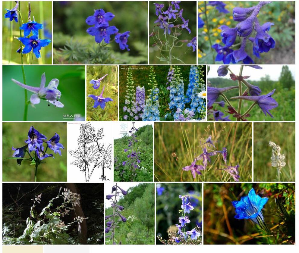 宽苞翠雀花Delphinium-maackianum图片