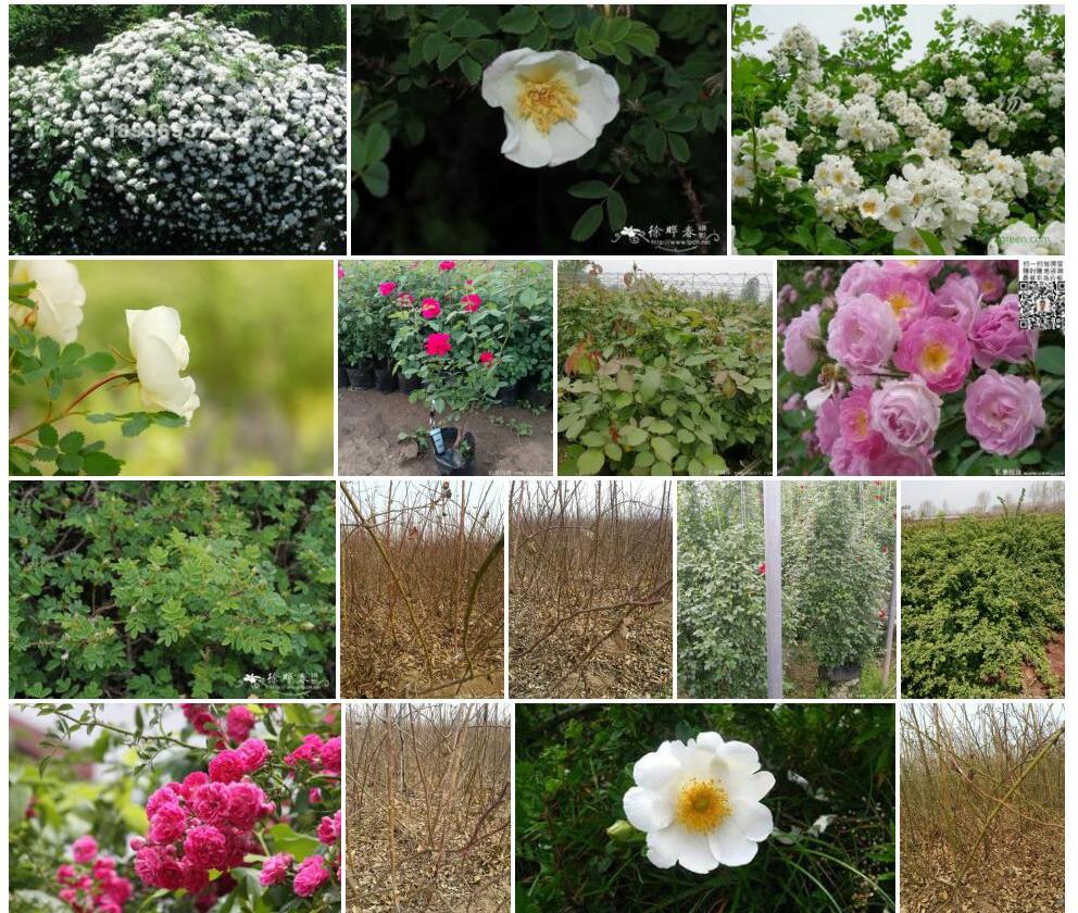 密刺蔷薇Rosa-spinosissima图片