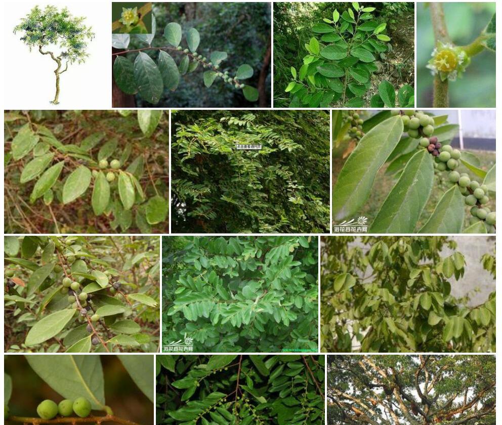 密脉土蜜树Bridelia-spinosa图片