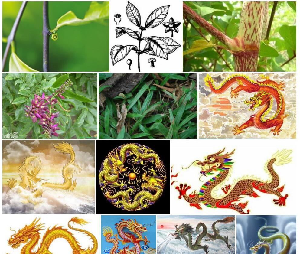 密花五层龙Salacia-confertiflora图片