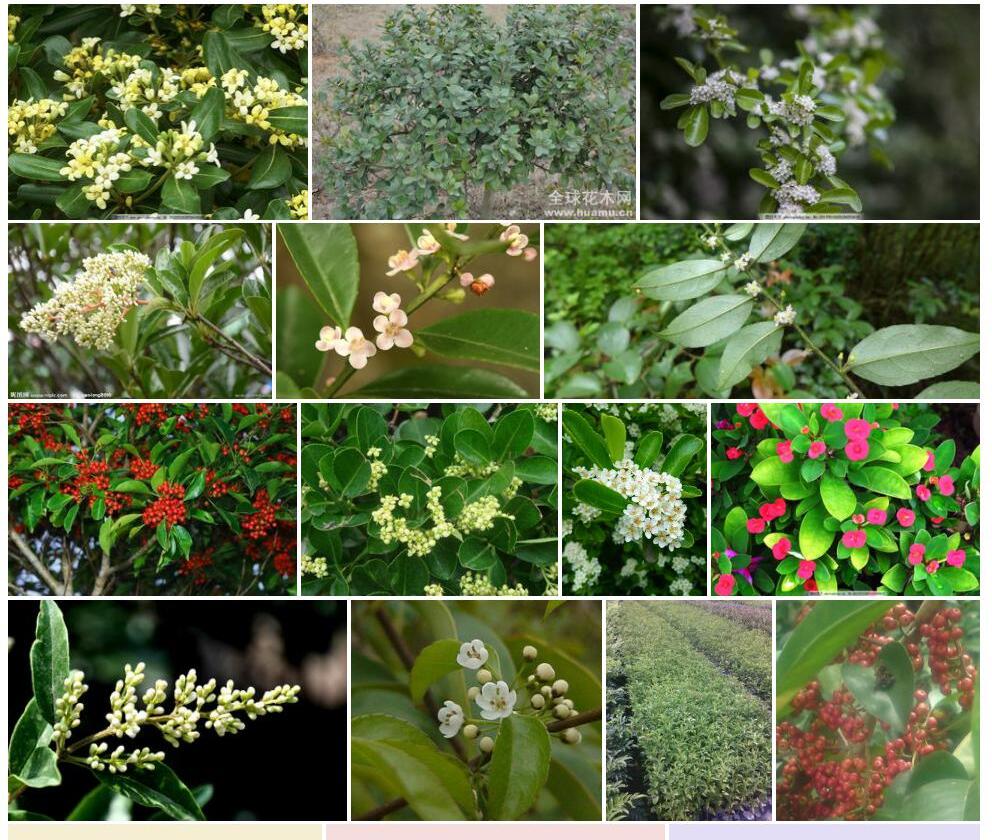 密花冬青Ilex-confertiflora图片