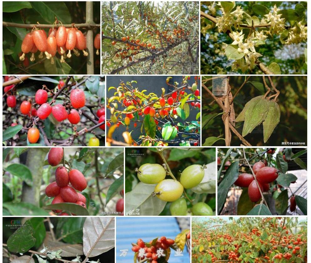 密花胡颓子Elaeagnus-conferta图片