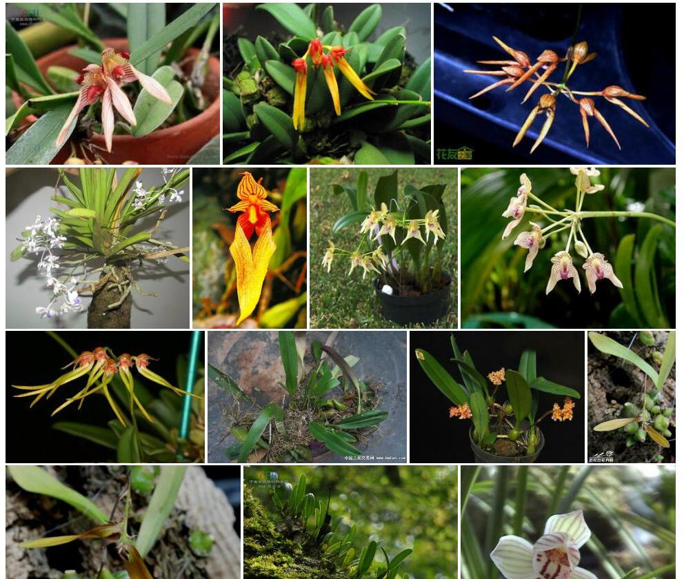 富宁卷瓣兰Bulbophyllum-funingense图片