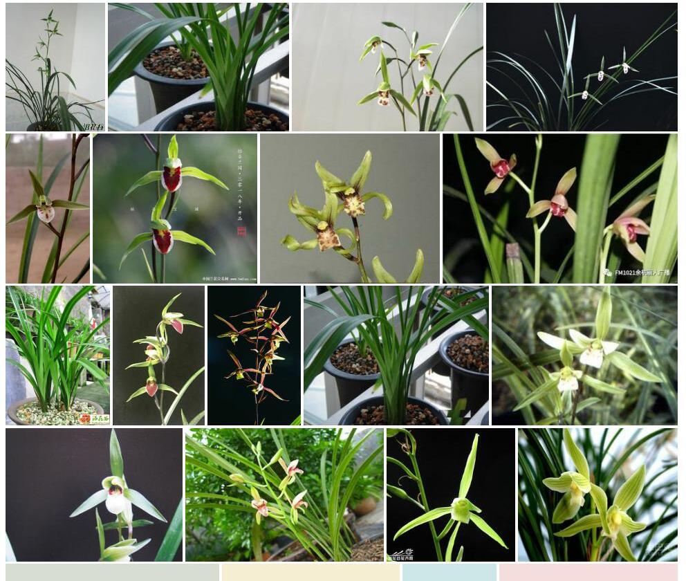 寒兰Cymbidium-kanran图片