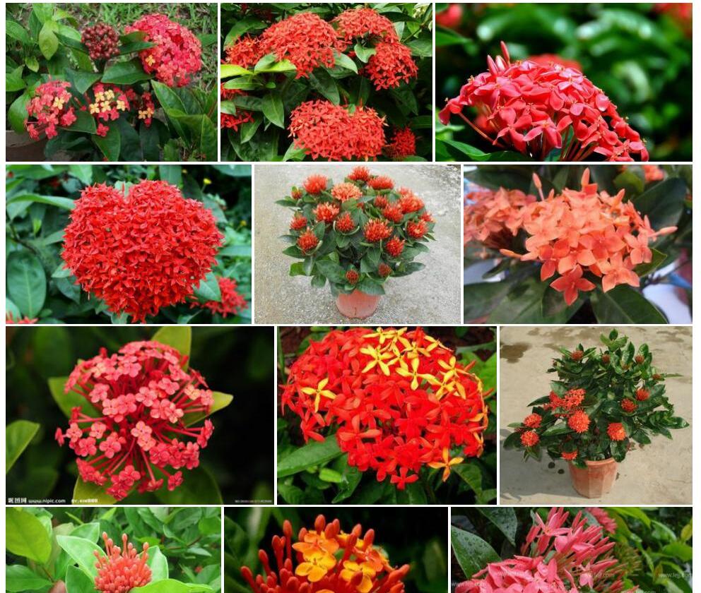 小仙龙船花Ixora-philippinensis图片