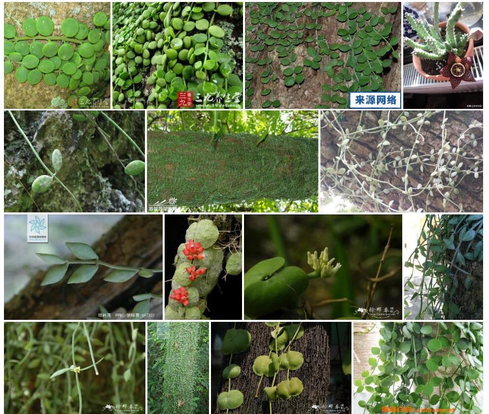 小叶眼树莲Dischidia-minor图片